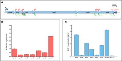 Internal Promoters and Their Effects on the Transcription of Operon Genes for Epothilone Production in Myxococcus xanthus